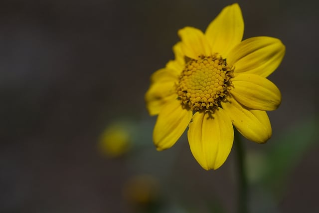 Eriophyllum lanatum (Eriophyllum lanatum)
