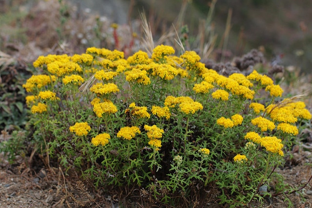 Eriophyllum stoechadifolium
