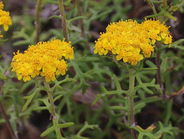 Eriophyllum stoechadifolium