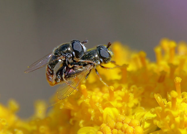 Eriophyllum stoechadifolium