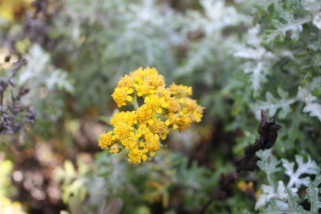 Eriophyllum stoechadifolium