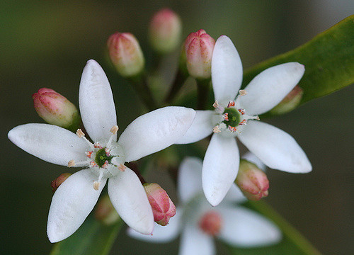 Eriostème (Eriostemon myoporoides)