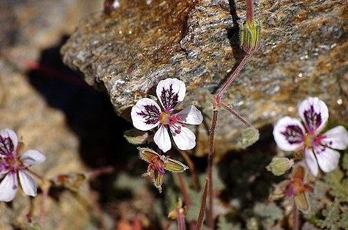 Erodium cheilanthifolium