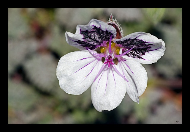 Erodium cheilanthifolium (Erodium cheilanthifolium)