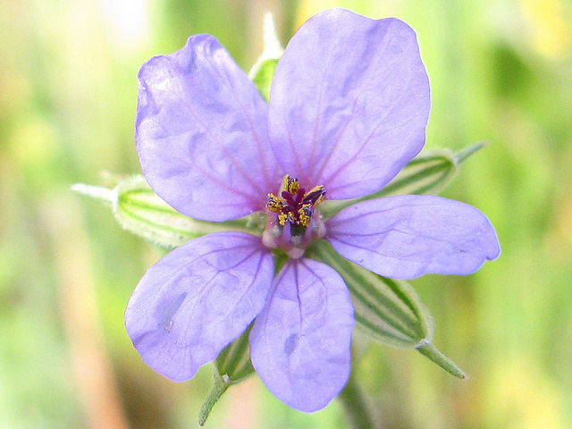 Érodium bec-de-cigogne (Erodium ciconium)