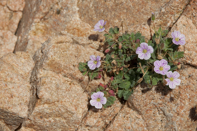 Bec-de-grue de corse (Erodium corsicum)