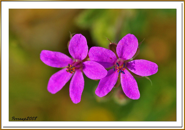 érodium fausse-mauve