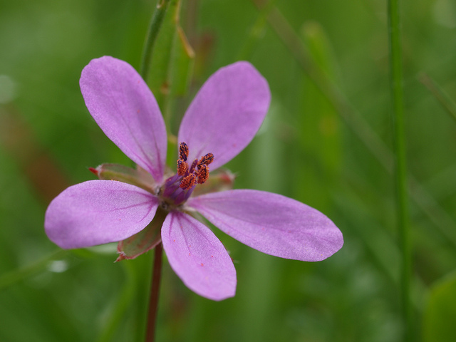 érodium fausse-mauve
