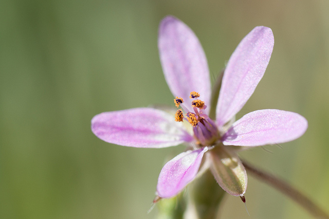 érodium fausse-mauve