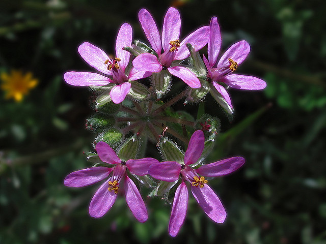 Érodium fausse-mauve (Erodium malacoides)