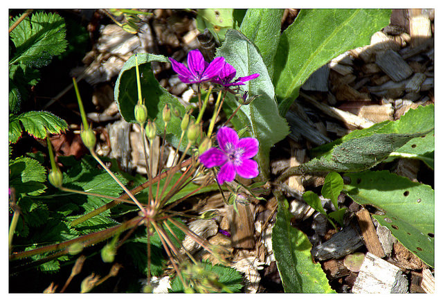 Bec-de-grue de manescaut (Erodium manescavii)