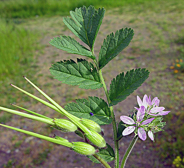 Bec-de-grue musqué (Erodium moschatum)