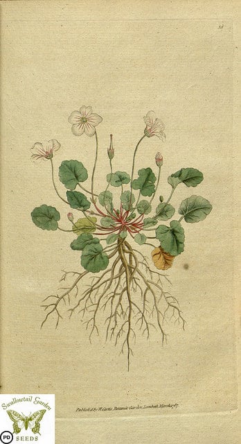 Erodium reichardii