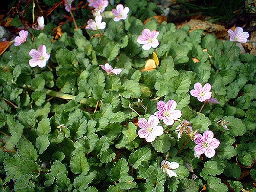 Erodium reichardii