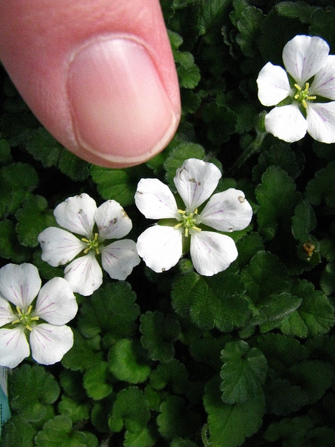 Erodium reichardii