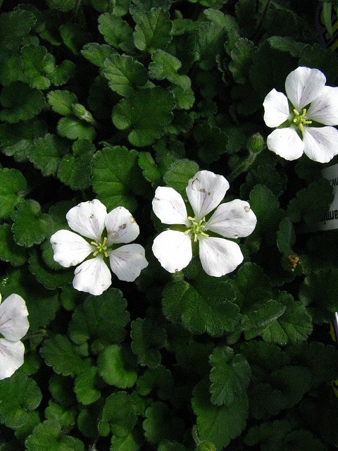 Erodium reichardii