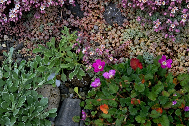 Erodium reichardii (Erodium reichardii)