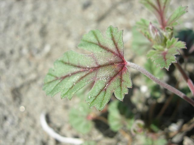 Erodium texanum