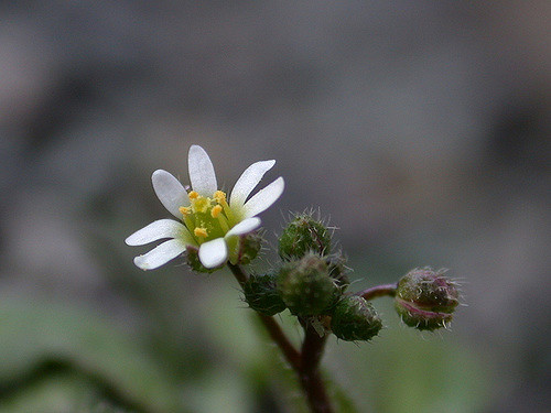 Drave de printemps