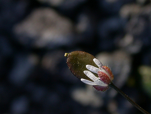 Drave de printemps