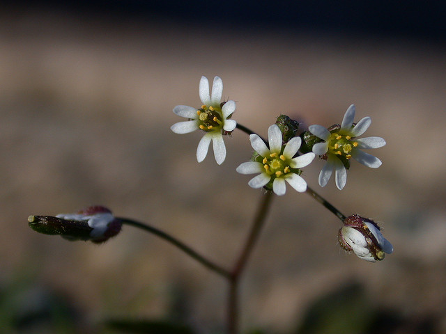 Drave de printemps