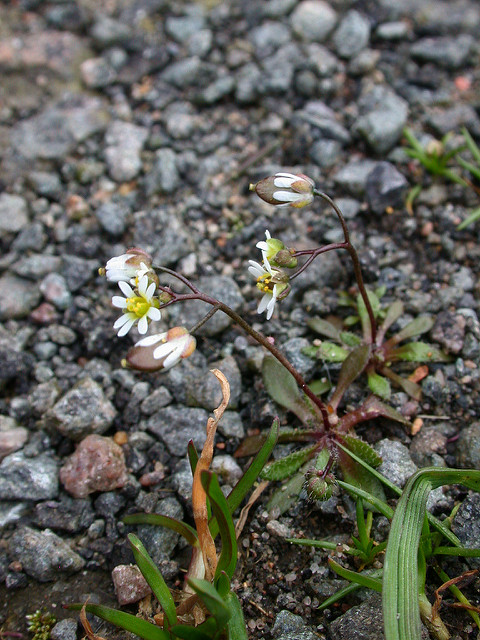 Drave de printemps
