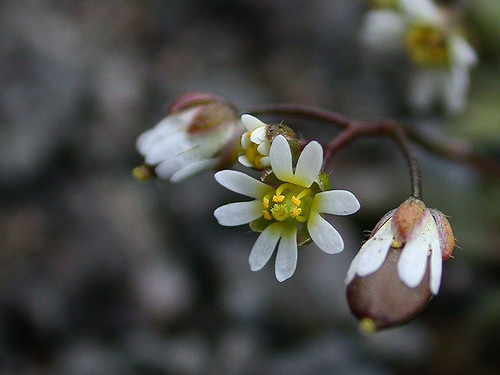 Drave de printemps