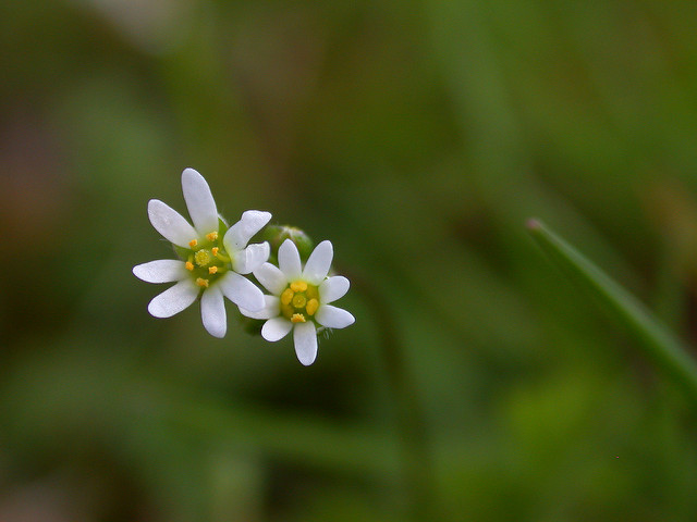 Drave de printemps (Erophila verna)