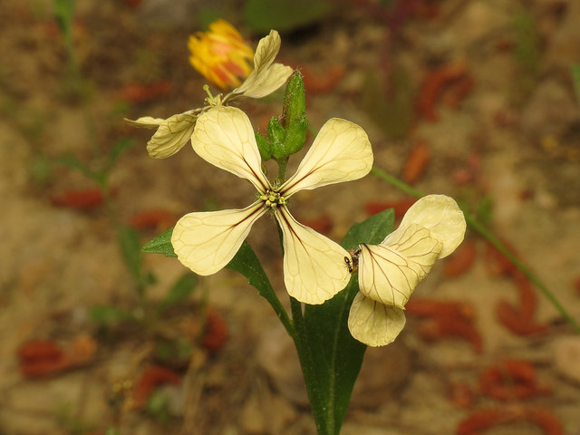 Roquette (Eruca sativa)
