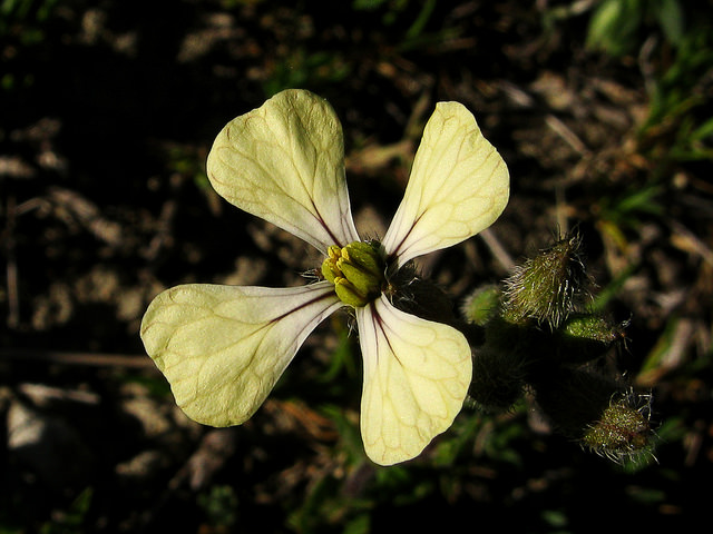 Roquette