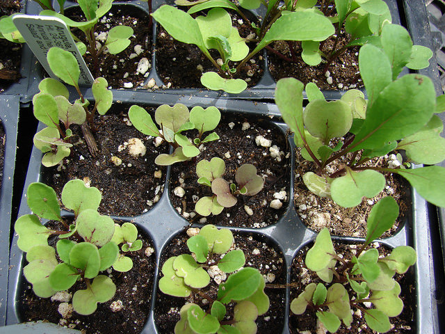 Roquette