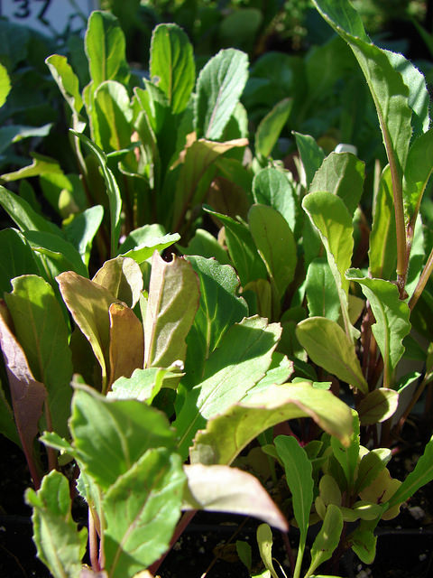 Roquette