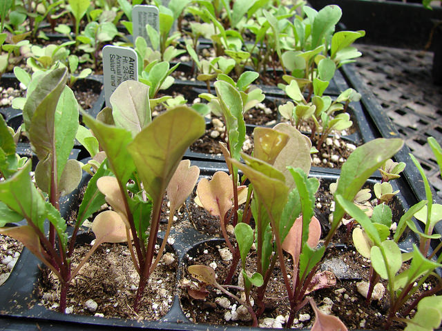 Roquette