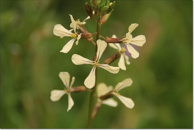 Roquette (Eruca vesicaria)