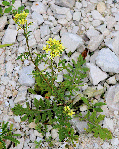 Fausse roquette de france (Erucastrum gallicum)