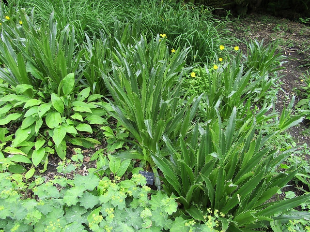 Eryngium agavifolium (Eryngium agavifolium)