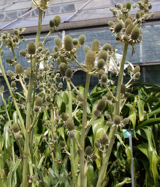 Eryngium agavifolium