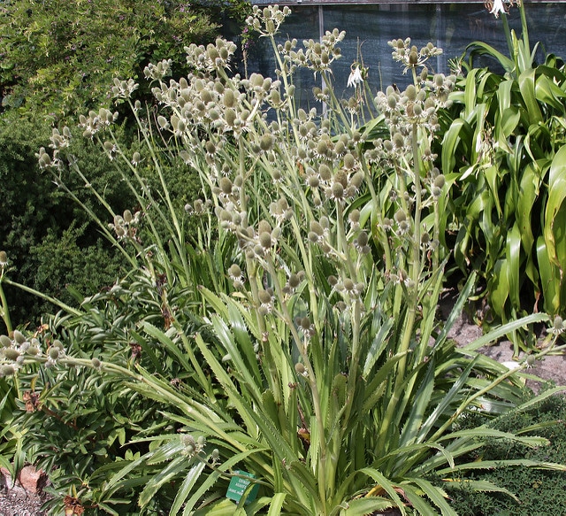 Eryngium agavifolium