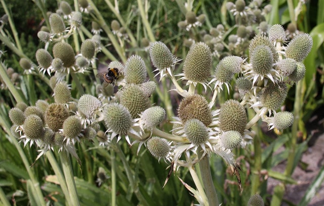 Eryngium agavifolium