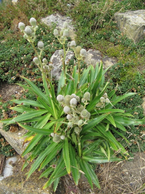 Eryngium agavifolium