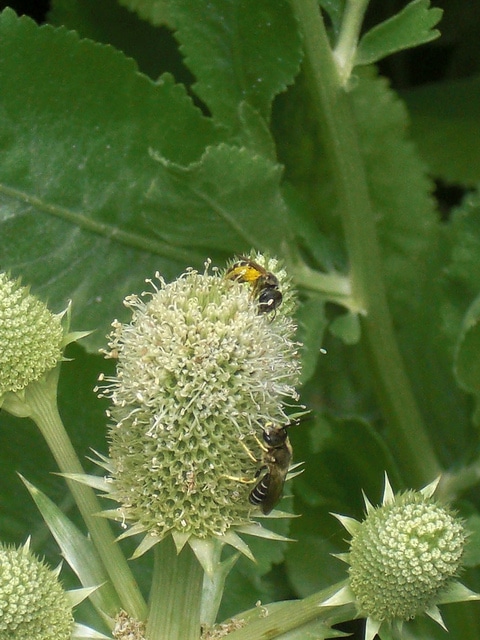Eryngium agavifolium