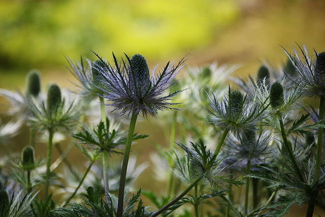 Panicaut des alpes