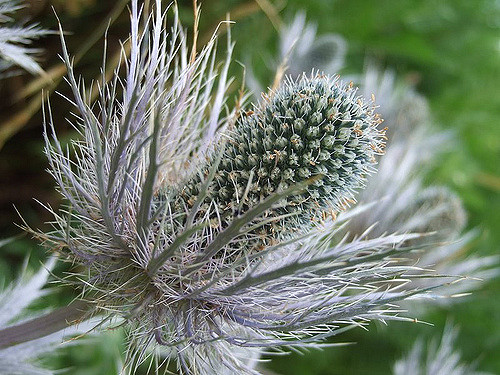 Panicaut des alpes