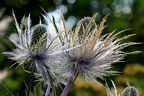Panicaut des alpes
