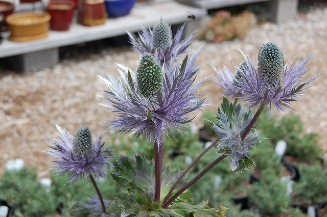 Panicaut des alpes