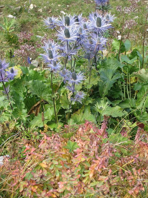 Panicaut des alpes