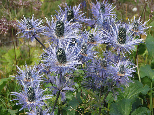 Panicaut des alpes (Eryngium alpinum)