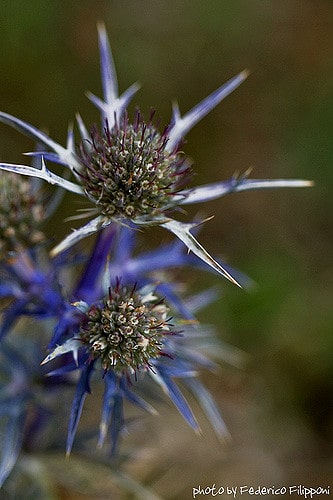 Eryngium amethystinum (Eryngium amethystinum)