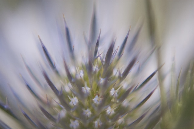 Eryngium amethystinum