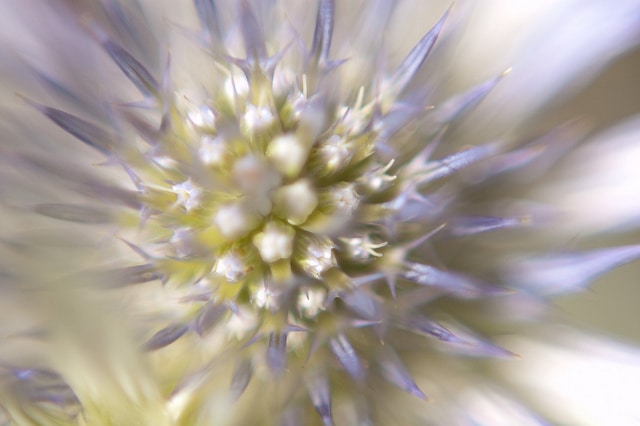 Eryngium amethystinum